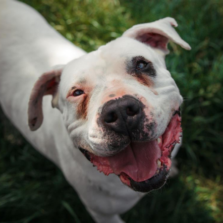 Photo de Goliath
