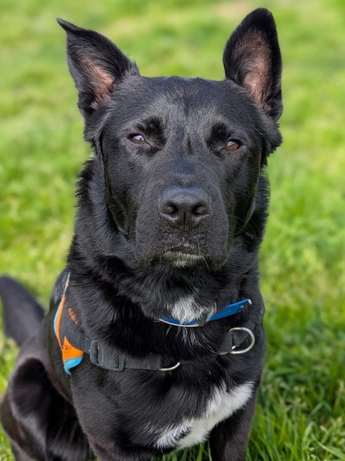 Anoki - Chien à adopter à Quimper (29) - Animaux.fr