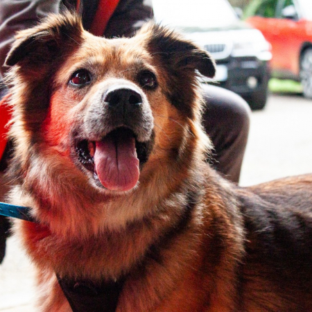 Photo de Nala