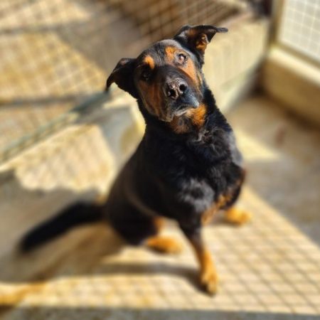 Rex - Chien à adopter