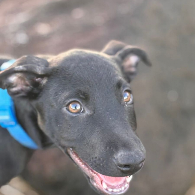 LOCKY, Chiot mâle Croisé Labrador