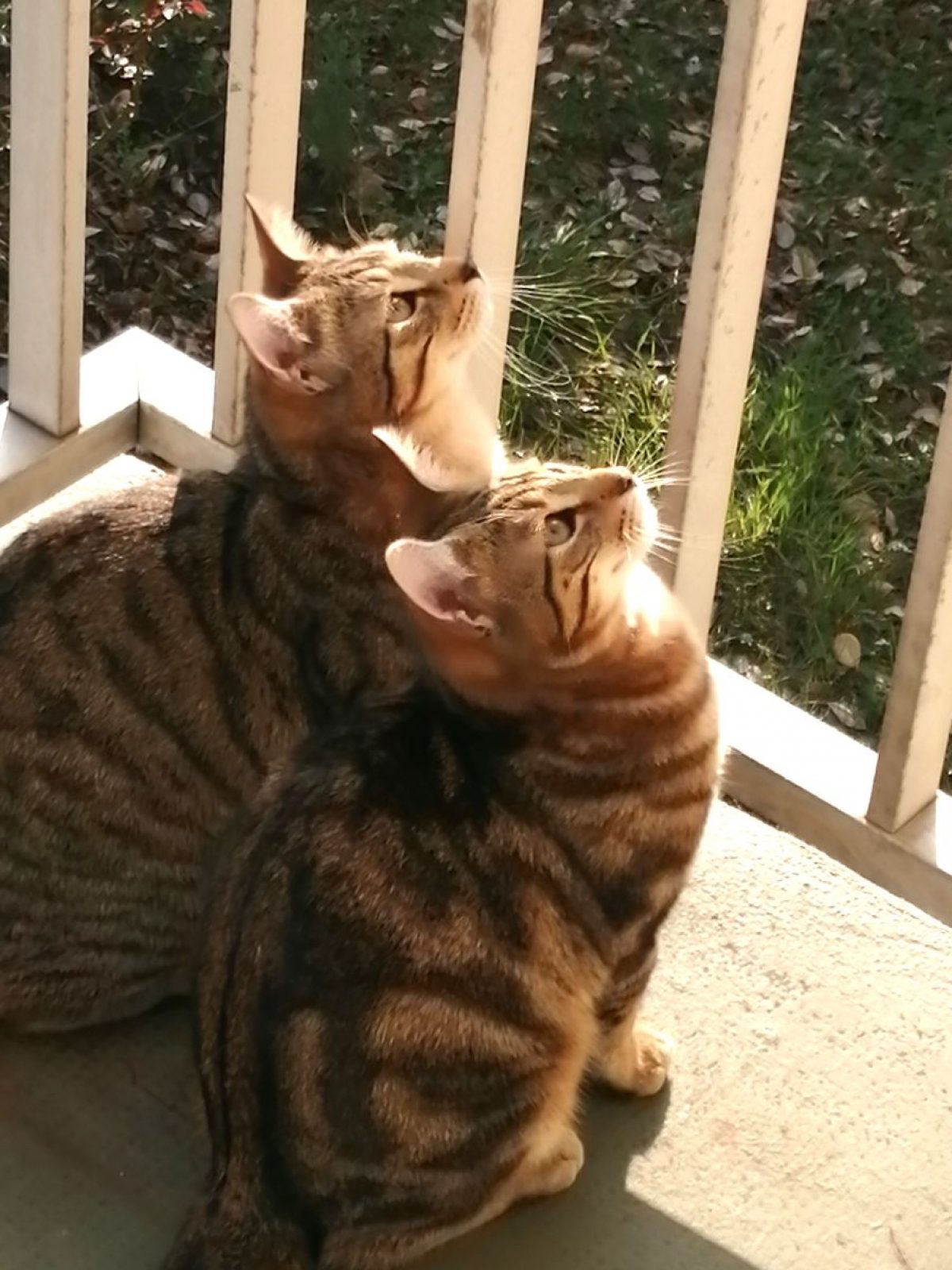 FARYE et RASTA - Chat à adopter à Saint-Grégoire (35) - Animaux.fr
