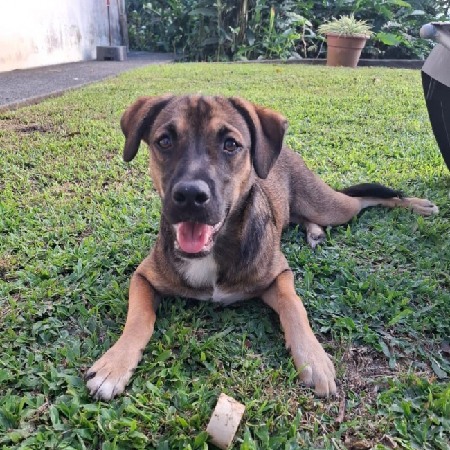 NAMEA, chiot Berger Créole femelle