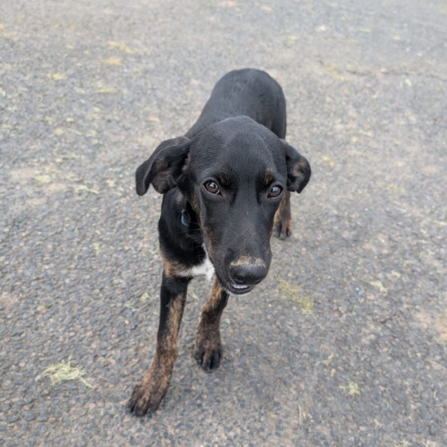 ALOE, chiot Berger Créole, femelle