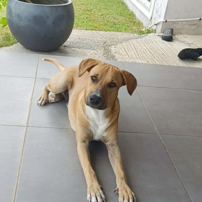 ATCHI, Mâle junior Berger Créole