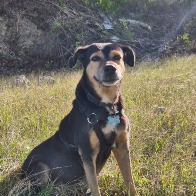 BOLT,  Chien adulte Berger Créole - panier retraite