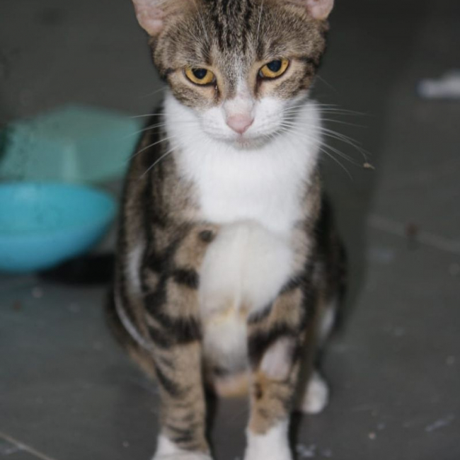 Photo de BONBONETTE, chatte européenne adulte