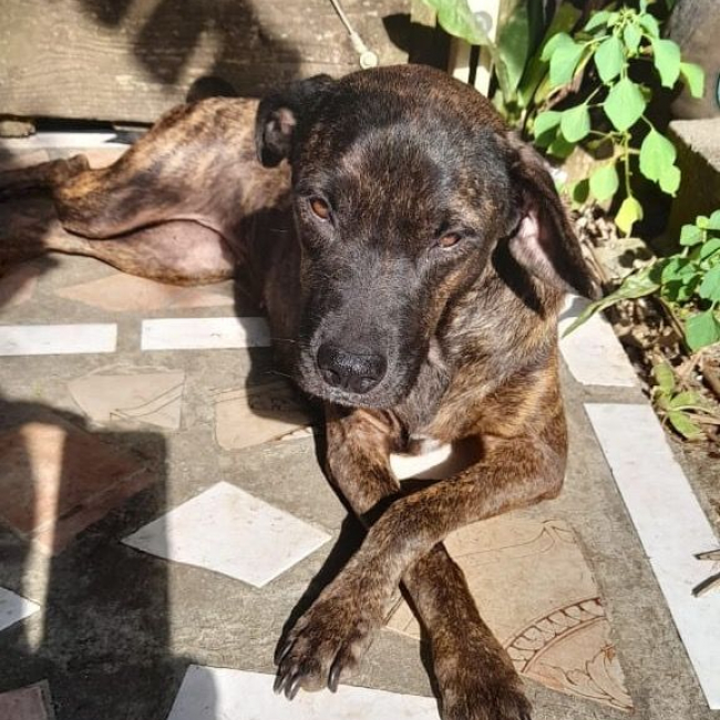 Photo de CHIPIE, Berger Créole Femelle 🐾