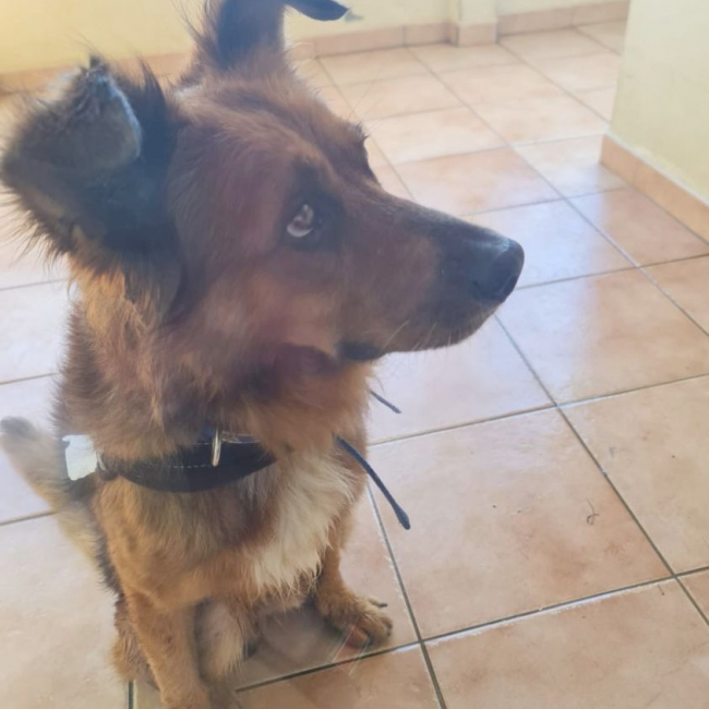 Photo de HEAVEN, mâle croisé créole 🐾