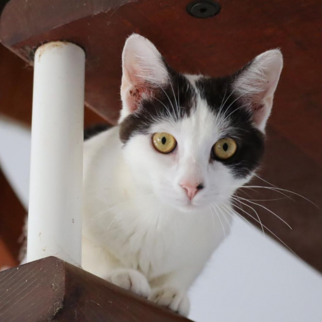 Photo de KALICY, chaton femelle européen