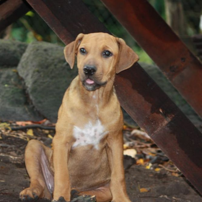 Photo de KARAMELLE, Chiot femelle Berger Créole