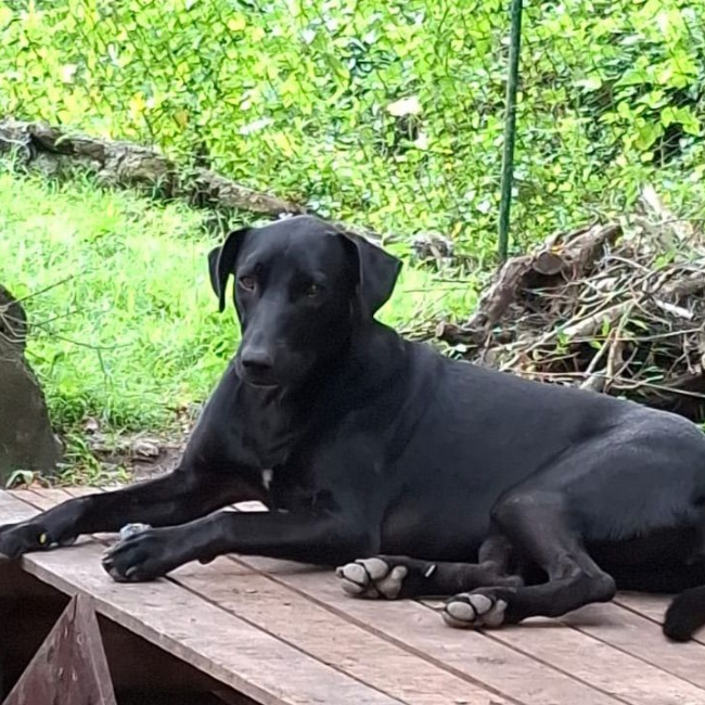 Photo de USLA, Femelle croisée créole