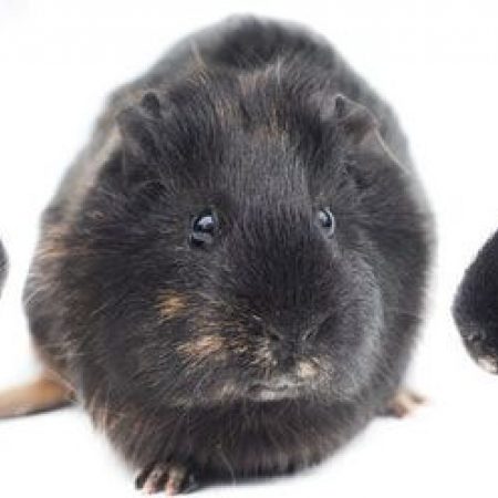 Prune - Rongeur Cobaye à adopter