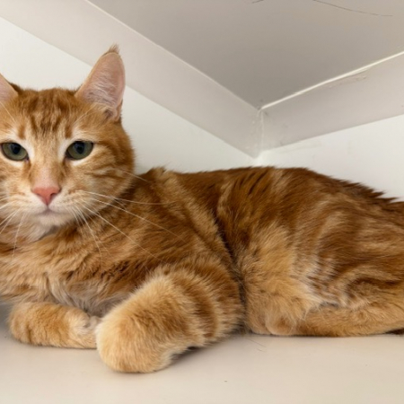 Azul - Chat Européen à adopter