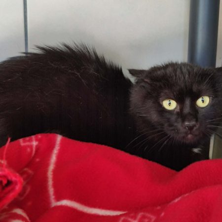 Benco - Chat Européen à adopter