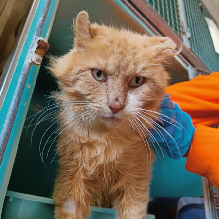 Photo de Simba