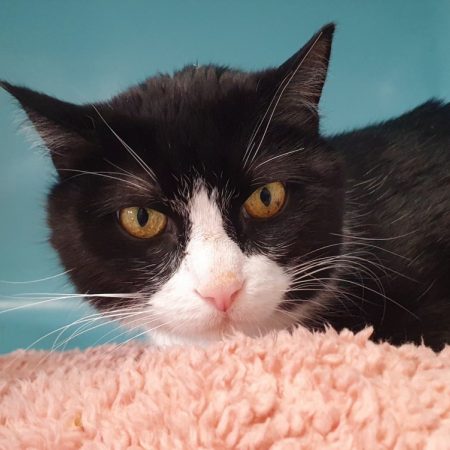 Ninao - Chat Européen à adopter