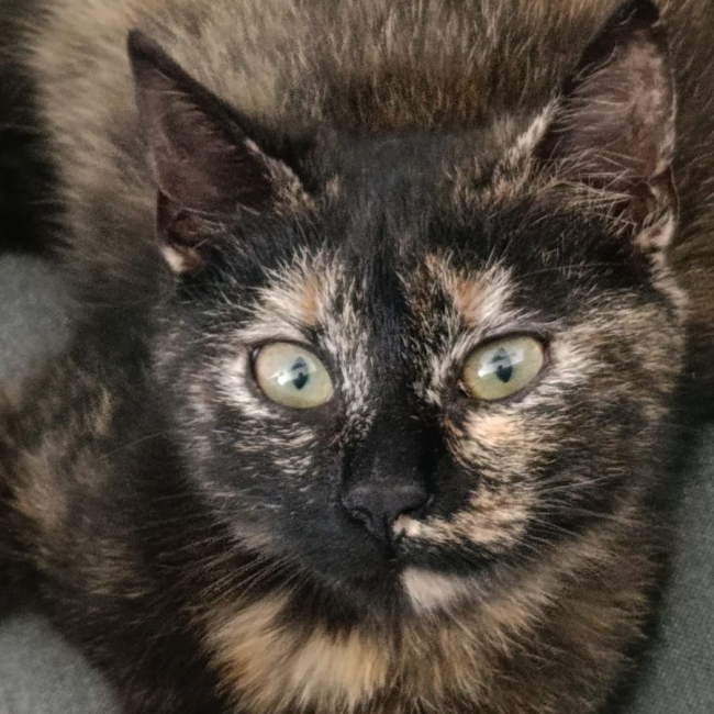 Photo de MISTY et CHAUSSETTE