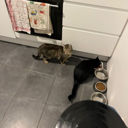 DAISY et LILOU - Chat Européen à adopter