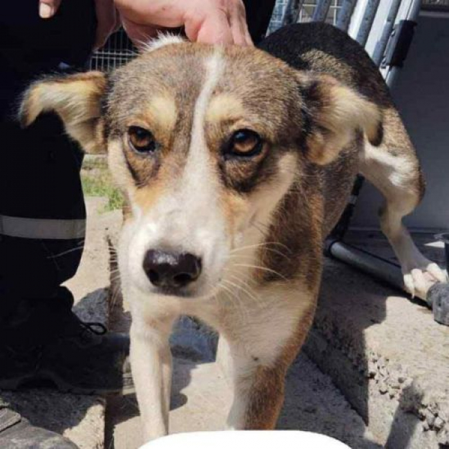 Photo de HOPE issue de son annonce d'adoption sur Animaux.fr