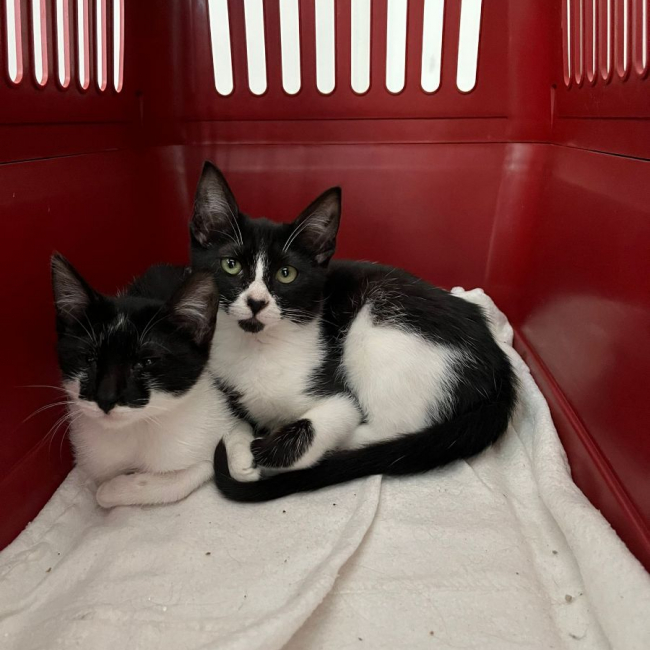 Photo de Kiri et Suzi