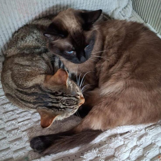 Photo de Ruby et Bella