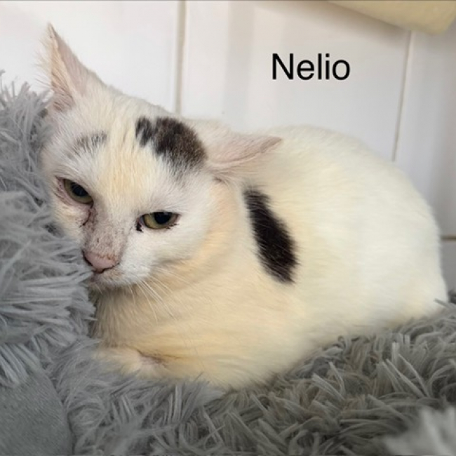 Nélio