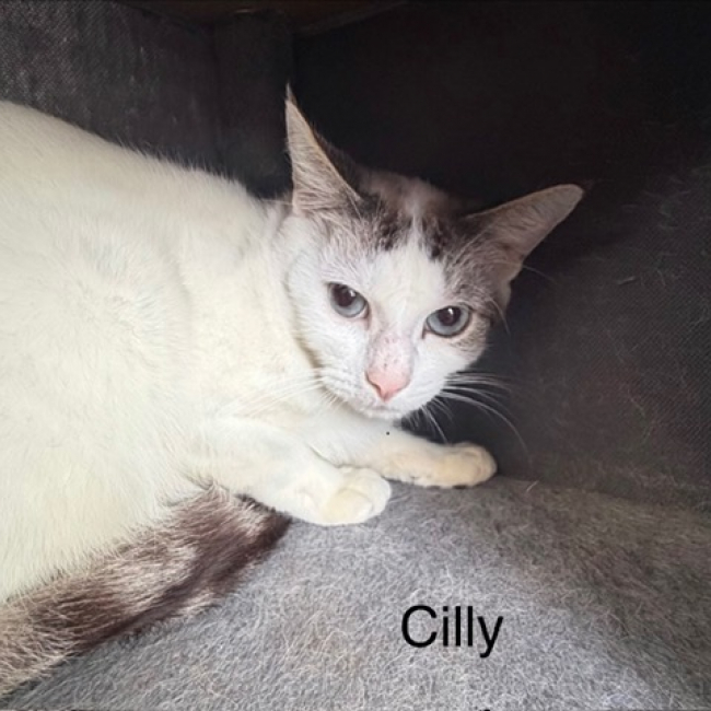 Cilly