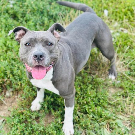 Tyna - Chien à adopter