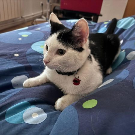 ASTRO - Chat à adopter