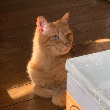 Photo de SIMBA