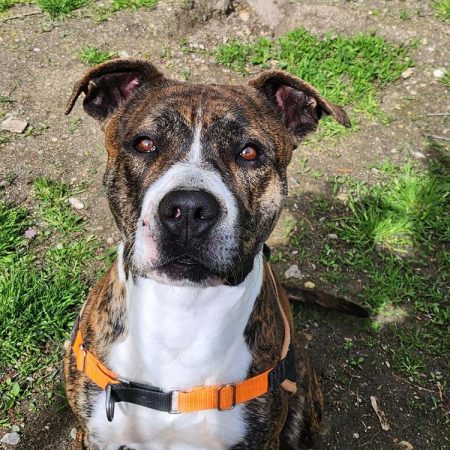 Pablo - Chien à adopter