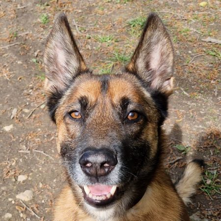 Nino - Chien Berger Belge Malinois à adopter