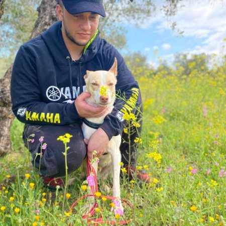 HOYITO - Chien à adopter