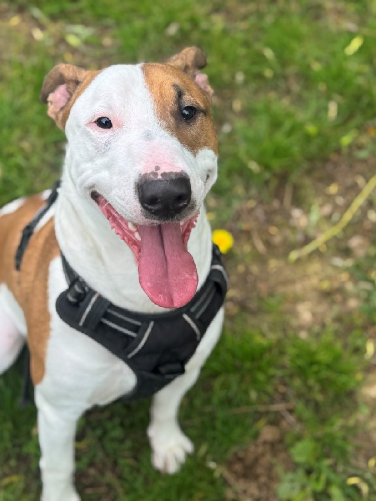 Tango - Bull Terrier à adopter à Orgeval (78) - Animaux.fr