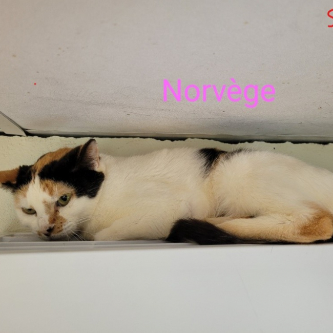 Photo de Norvege