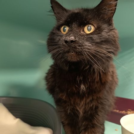 Lulu - Chat Européen à adopter