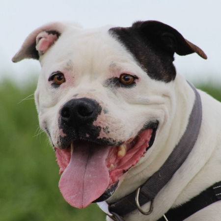 Photo de Patch