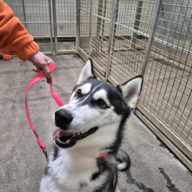 Photo de Shiro dit bandit