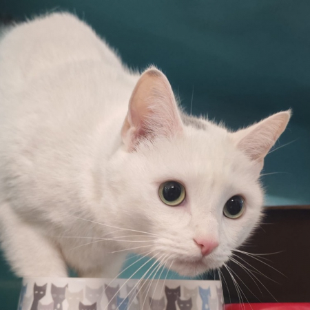Photo de Mallow