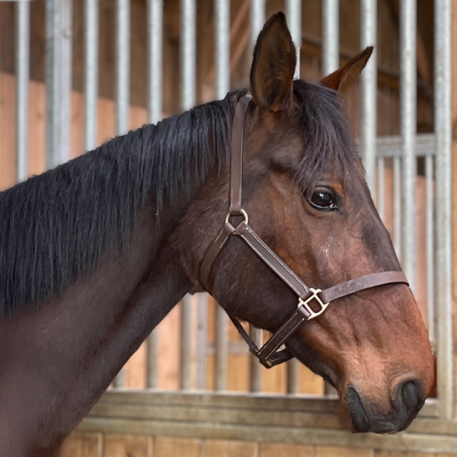 Photo de Usaurie de melodie