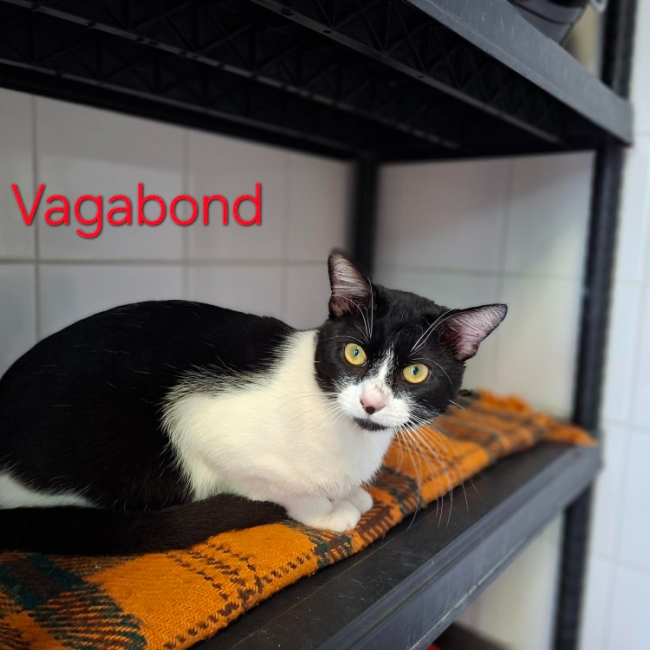 Photo de Vagabond