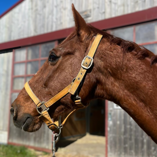 Photo de Qredo d'avran