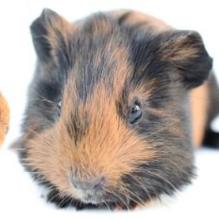 Misti - Rongeur Cobaye à adopter
