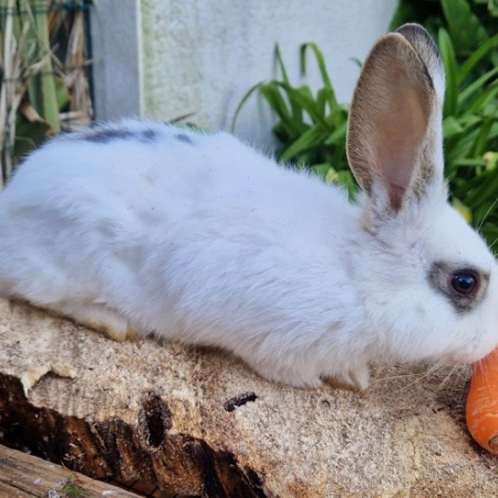 Photo de Oréo