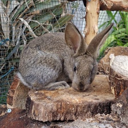 Angèle - Rongeur Lapin à adopter