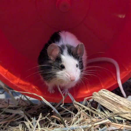 Crash - Rongeur Souris à adopter