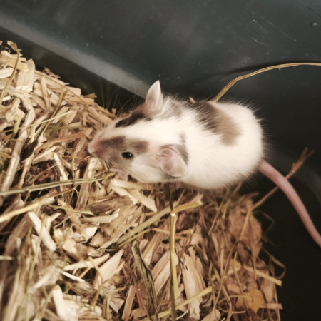 Photo de Caramel
