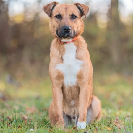 Coco - Chien Berger à adopter