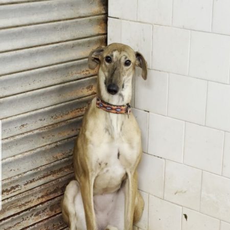 VERA - Chien à adopter